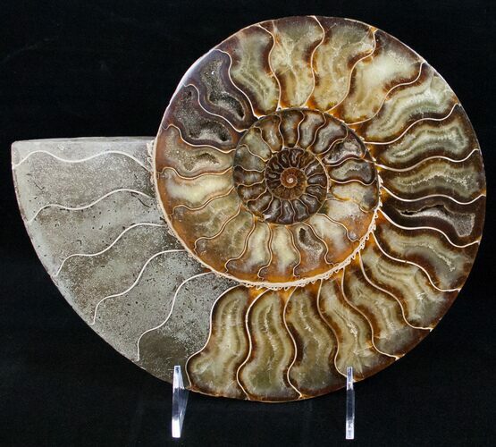 Split Ammonite Half - Agatized #12459